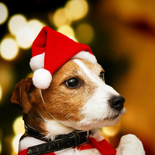 Dog hat creative headdress dress up holiday party decorations